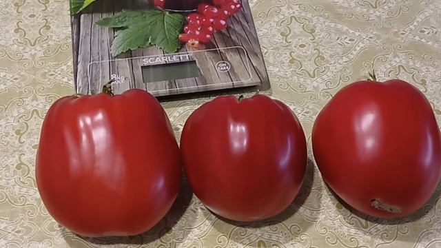 Дегустация томата сорт Калабрези.17.08.2022 смотреть онлайн