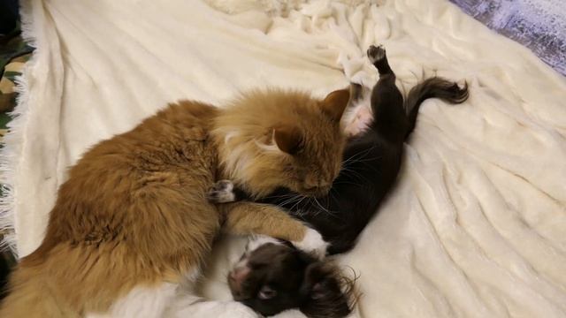 #чихуахуа Цвет ГЛАЗ зависит от ОКРАСА и пигмента СОБАКИ 01/02/2023 #купитьчихуахуа +7 921 595 08 48 смотреть онлайн