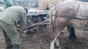 Обучение лошади или жеребца . Простой и безопасный способ ! 1день.
