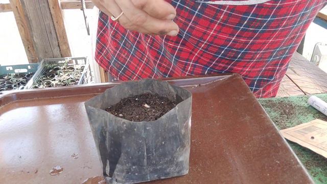 садим огурчики на рассаду, 04.05.23 смотреть онлайн