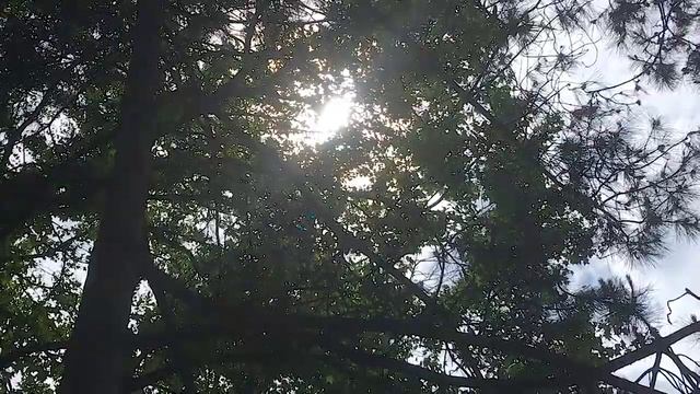 Куда сходить с детьми в Сочи