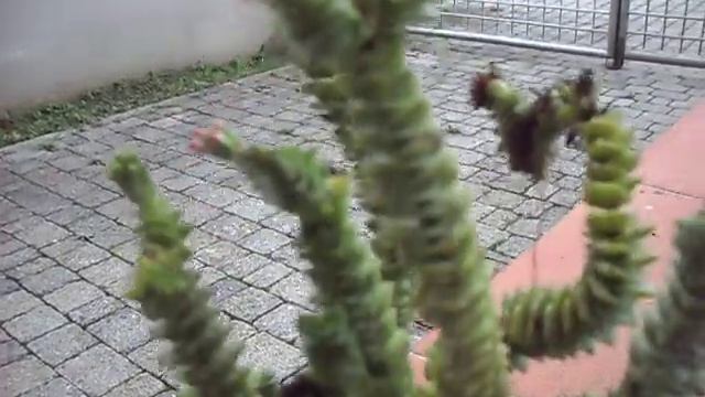 crassula perforata смотреть онлайн