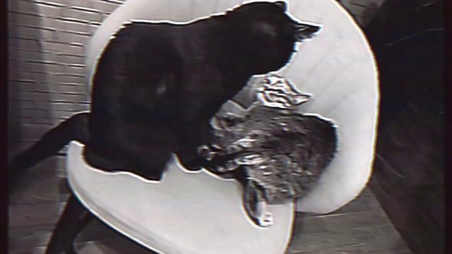 ГорРыбаШут