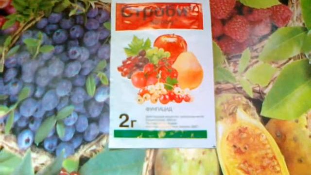 Строби. Локально-системный фунгицид , широкого спектра действия. смотреть онлайн
