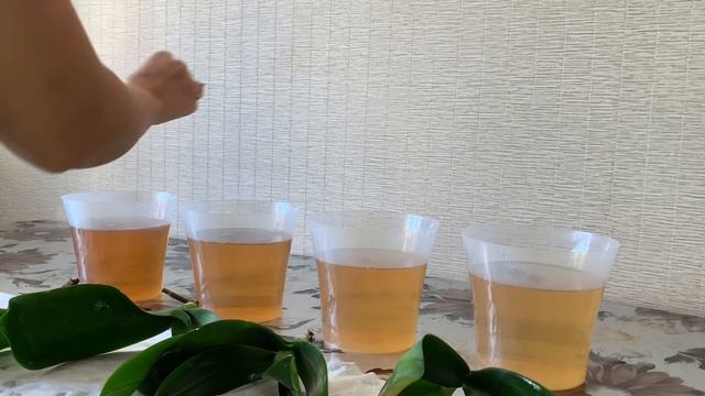 Купаем реанимашки в чае с лимоном смотреть онлайн