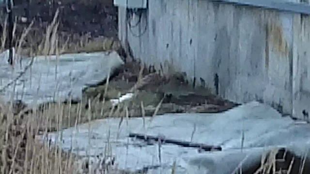 Горностай смотреть онлайн