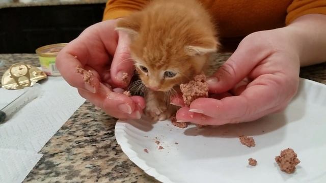 Teaching a 4 week to 5 week old kitten to eat solid food - found a kitten - stabilizing them смотреть онлайн