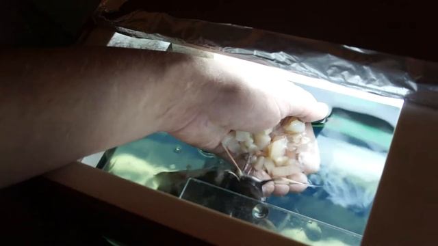 Ручные сомы смотреть онлайн