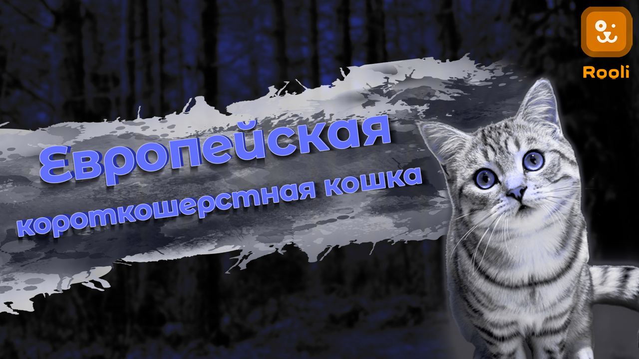 Европейская короткошерстная кошка смотреть онлайн