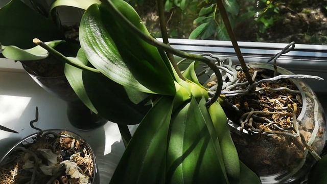 Гусеницы на орхидеях(.. кто - нибудь видел такое? смотреть онлайн