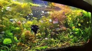 #Торф, лучшая #фитотерапия для #аквариума.