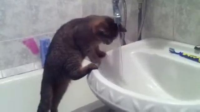 Моя кошка в ванной смотреть онлайн