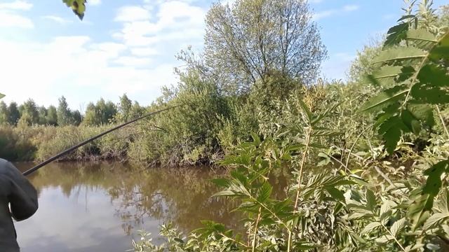 Крупные караси на старом пруду в заброшенной деревне. смотреть онлайн