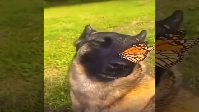 собака с бабочкой на носу #мем смотреть онлайн