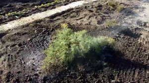 МОЖЖЕВЕЛЬНИК Голд Стар / Gold Star