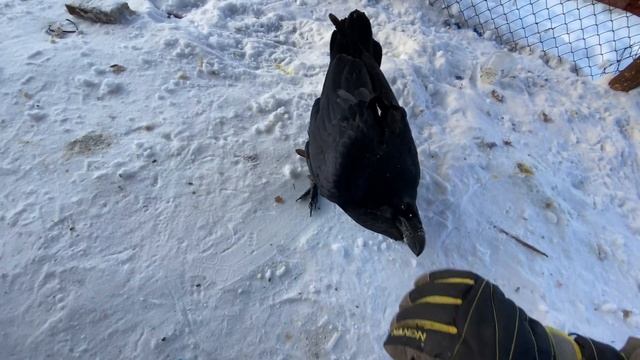 У ворона Гоши новое развлечение! смотреть онлайн