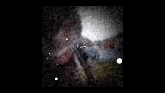 кот мяукает на камеру эдит