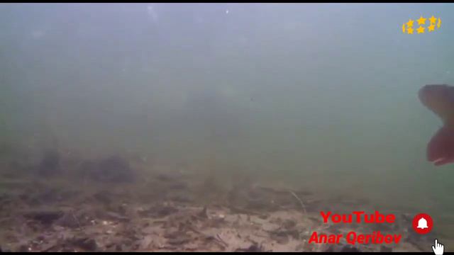 Сазан, съёмка под водой. Sazan , Su Alti Chekiliw