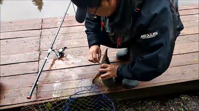 Часть 2. Охота на осетра и форель на Нижнем и спорт зоне. Клёвое место, лосиный остров смотреть онлайн