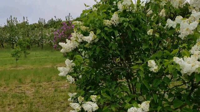 Парк сирени в Добеле ! Купаемся в аромате цветов . Купили мороженое из соцветий сирени . 30 мая 202 смотреть онлайн