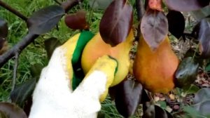 Первый урожай груши "Перун"