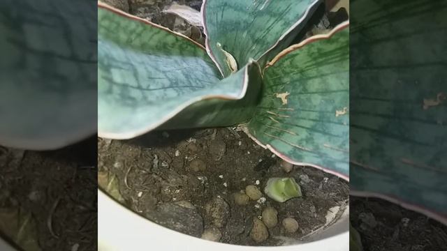 #shorts Не смеяться!?У нас снова детка?На этот раз Сансевиерия Кирки Блю показала кроху? смотреть онлайн