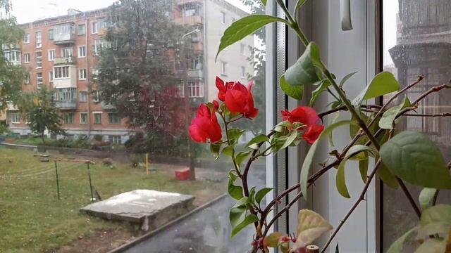 Комнатные Растения. Обзор Балкона В Сентябре смотреть онлайн