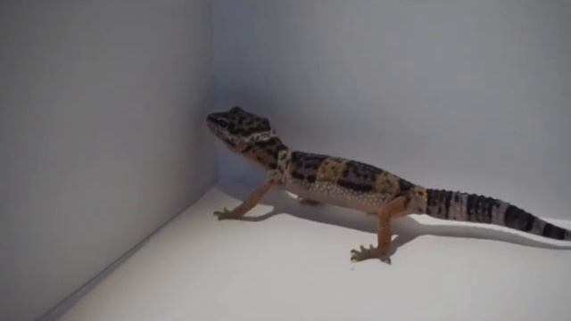 Эублефар! Слишком милая ящерка!