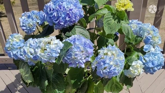 How to Care for a Hydrangea - Pruning & Fertilizing My Hydrangea - Feed Hydrangea and More. смотреть онлайн