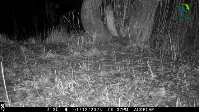 Wild cat (Felis silvestris) hunting смотреть онлайн