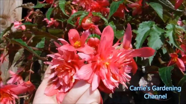 what do funky pink begonias look like, where to grow funky pink begonias смотреть онлайн