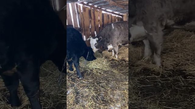 Наши быки смотреть онлайн