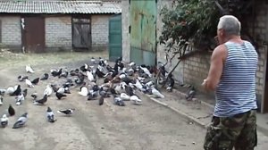 Голубеводы России.   В гостях на Донбассе.