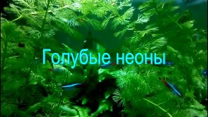 Голубые неоны | Фрагменты разведения