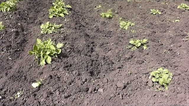 Выращивание картофеля, прошедшего предварительную обработку клубней.1 часть смотреть онлайн