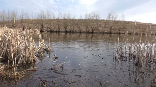 РЫБАЛКА НА КАРАСЯ В АПРЕЛЕ. суперклев карася смотреть онлайн