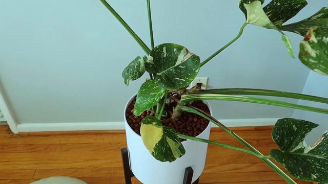 Thai Constellation Monstera - LECA Bubbler UPDATE! смотреть онлайн