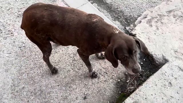 VLOG Алиса пишет СТИХИ ! Лёша зовёт нас в Крым ! Шоппинг с Алисой ! смотреть онлайн