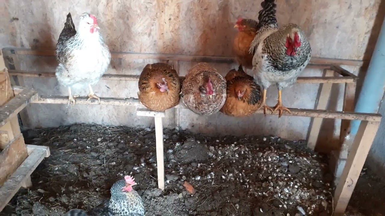 цветное яйцо от моих курочек... смотреть онлайн