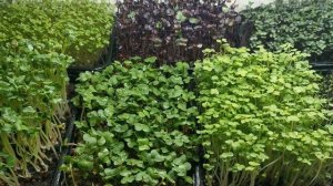 ЗЕЛЕНЬ НА ПОДОКОННИКЕ ДЛЯ НАЧИНАЮЩИХ | КАК ВЫРАСТИТЬ ЗЕЛЕНЬ НА ПОДОКОННИКЕ | КАК ПОСАДИТЬ ЗЕЛЕНЬ