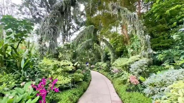 新加坡植物园身价值多少？打卡热带植物园，这里居然是世界文化遗产！【行走世界的北京老刘】 смотреть онлайн