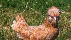 Разведение породы кур Падуана как бизнес идея | Птицеводство | Куры Падуаны