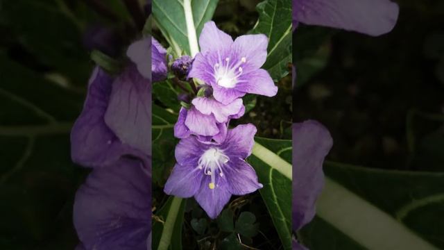 Mandragore: Mandragora officinarum, mandrake / alraune [www.ethnoplants.com] смотреть онлайн