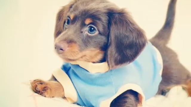 #Породы Собак# смотреть онлайн