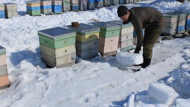 Чистка точка. Частичный облет. Пришла весна. смотреть онлайн