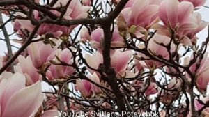 Магнолия Суланжа  цветение. Самое красивое дерево сада - Магнолия ( Magnolia). В Ужгороде цветёт.
