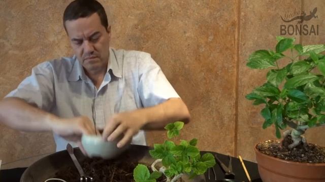 Bonsai Lantana Camara Parte 2 смотреть онлайн