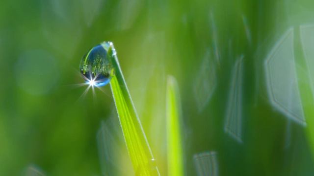 Роса в макросъёмке!!!