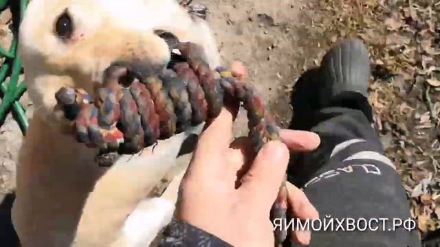 Команда РЯДОМ. Один из способов. Лабрадор Эльза.