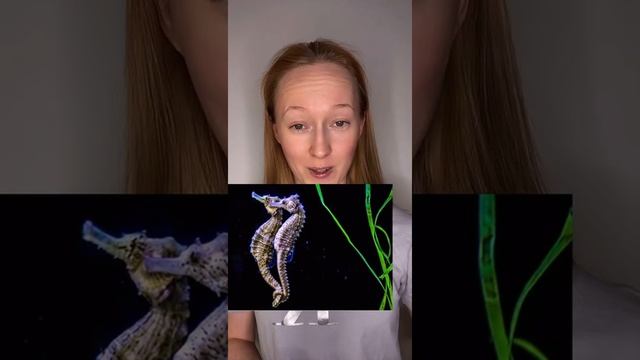 Вместе навсегда. Животные однолюбы смотреть онлайн